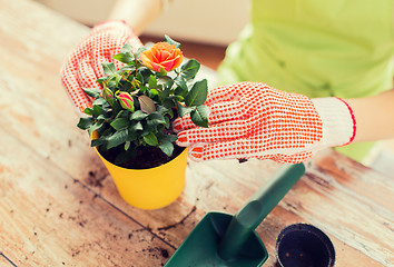 Image showing close up of woman hands planting roses in pot