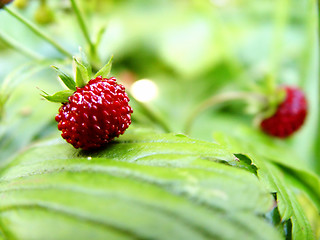 Image showing wild strawberry