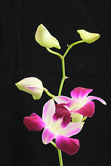 Image showing Orchid black