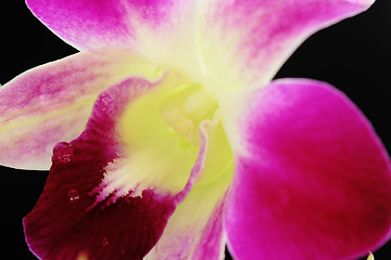 Image showing Orchid macro