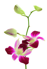 Image showing Orchid white