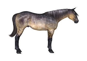 Image showing Grulla Horse on White