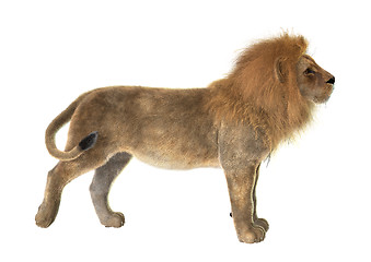 Image showing Male Lion on White