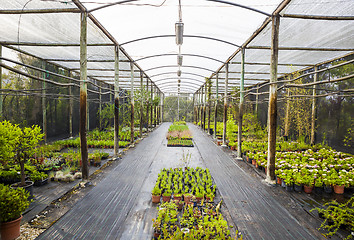 Image showing Greenhouse