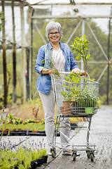 Image showing Shopping in a greenhouse