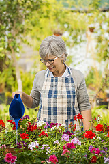 Image showing Mature woman watering flowers