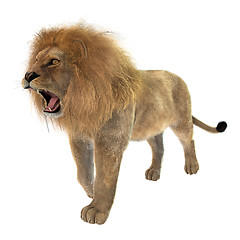 Image showing Male Lion on White