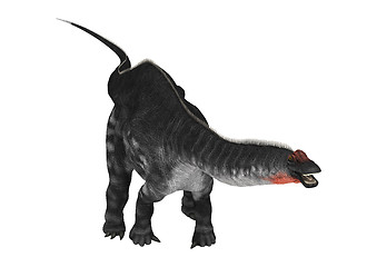 Image showing Dinosaur Apatosaurus on White