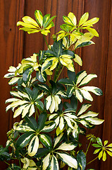 Image showing green and yellow umbrella plant