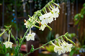 Image showing Nicotiana alata flowers in morning