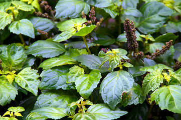 Image showing patchouli plant after rain