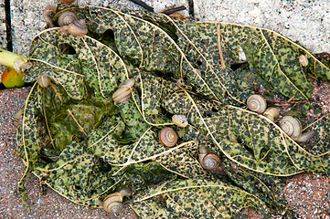 Image showing snails on papaya leaf