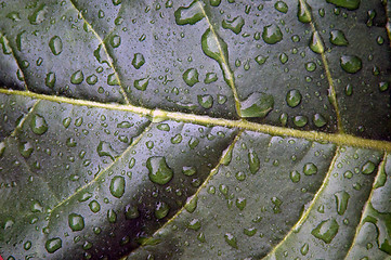 Image showing Tobacco leaf after rain