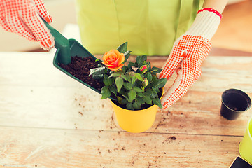 Image showing close up of woman hands planting roses in pot