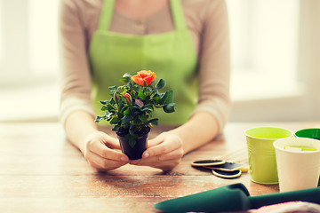 Image showing close up of woman hands holding roses bush in pot