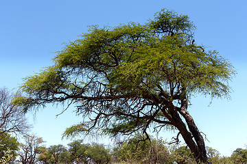 Image showing African landscape