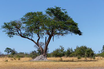 Image showing African landscape