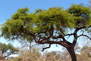 Image showing African landscape