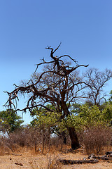 Image showing African landscape