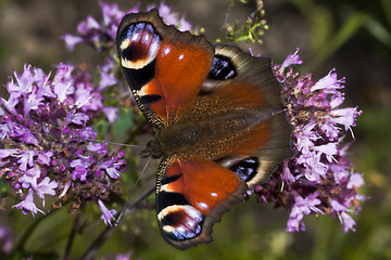 Image showing peacock butterfly