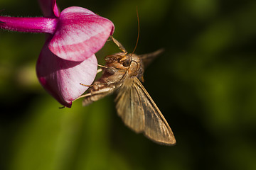 Image showing brown moth