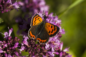 Image showing common copper