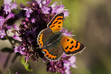 Image showing small copper