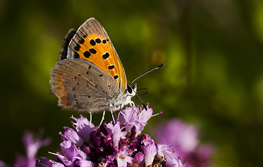 Image showing small copper