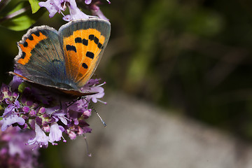 Image showing common copper