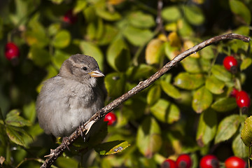 Image showing house sparrow