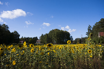 Image showing sunflower field