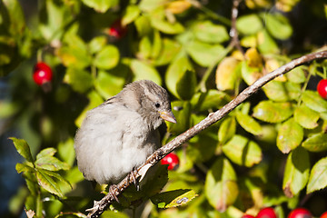 Image showing house sparrow