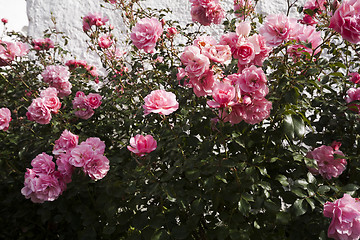 Image showing pink roses