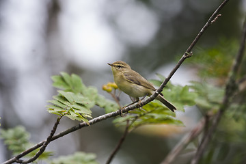 Image showing willow warbler