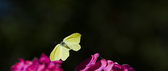 Image showing flying brimstone