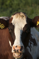 Image showing cows head