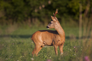 Image showing roebuck