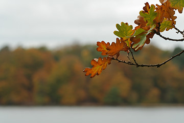 Image showing Autumn