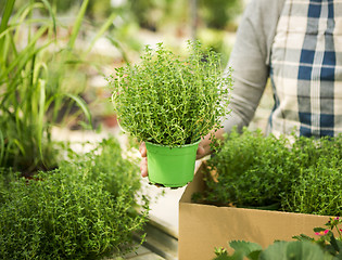 Image showing Choosing fresh herbs