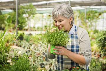 Image showing Choosing fresh herbs