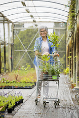 Image showing Shopping in a greenhouse