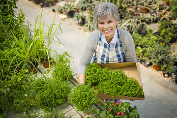 Image showing Choosing fresh herbs