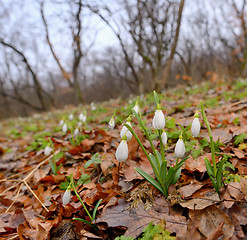 Image showing Snowdrops growing on a forest