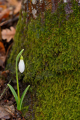 Image showing Snowdrops in a forest