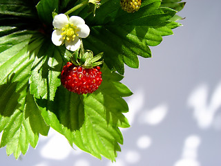 Image showing wild strawberry