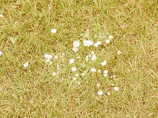 Image showing Retro looking Daisy flower