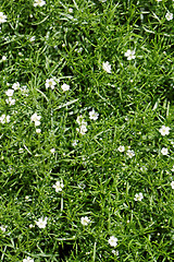 Image showing Sweet alyssum