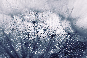 Image showing Plant seeds with water drops