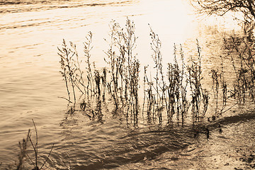 Image showing Grass in the lake