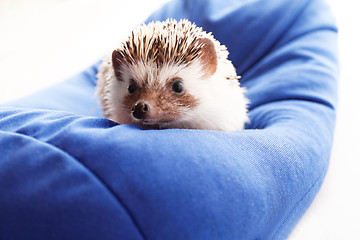 Image showing Cute hedgehog